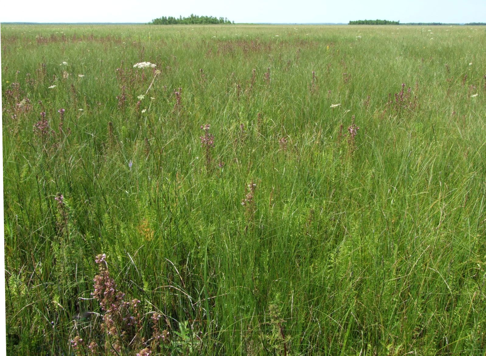 Ławki Marsh